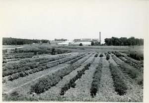 Thumbnail for the first (or only) page of Drug and condiment &amp; essential oil plants. Trial garden. Beltsville, Maryland..