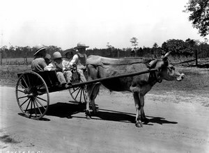 Thumbnail for the first (or only) page of Florida children driving an oxcart.