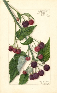 Thumbnail for the first (or only) page of Raspberry (Rubus neglectus &#039;Schaeffer&#039;).