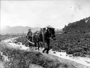 Thumbnail for the first (or only) page of Turning soybeans under. Photograph #44008..