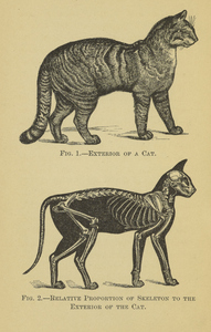 Thumbnail for the first (or only) page of Exterior of a cat; relative proportion of skeleton to the exterior of the cat.
