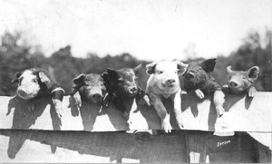 Thumbnail for the first (or only) page of Piglets of six different breeds from the &quot;Better Sires - Better Stock&quot; livestock improvement campaign.
