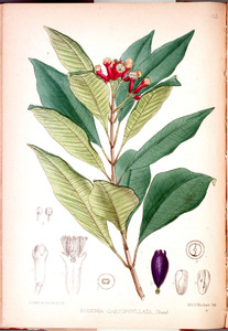 Thumbnail for the first (or only) page of Eugenia caryophyllata - Plate 112.