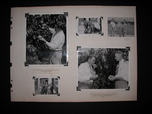 Thumbnail for the first (or only) page of Dr. F. F. Cullinan examines one of new peach varieties he has developed at Beltsville; Applying the taste test to Beltsville peaches - Dr. F.F. Cullinan in charge of deciduous fruit investigations is doing the testing while D.H. Scott, an associate, looks on.