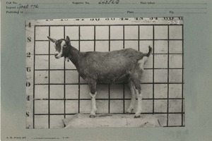 Thumbnail for the first (or only) page of Goat from the USDA herd.