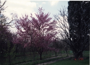Thumbnail for the first (or only) page of Roland Maurice Jefferson at the United States National Arboretum observing flowering cherry  trees grown from seed collected during a 1982-1983 expedition.