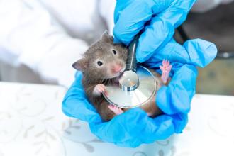 A person wearing blue latex gloves and holding a grey hamster with a stethoscope to its belly 