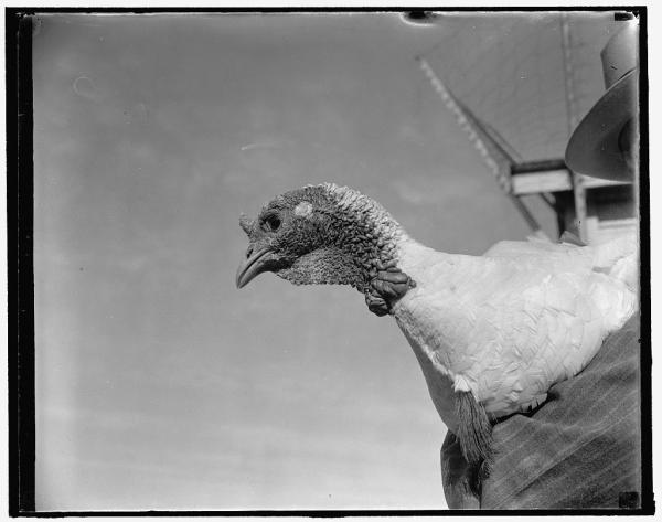 Turkey at Department of Agriculture Experimental Farm