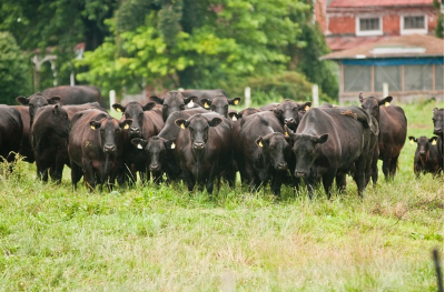 A herd of black beef cattle standing together in a pasture.