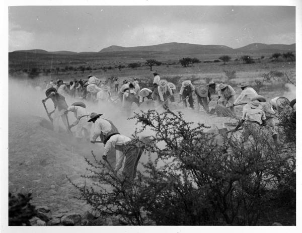 Men spreading quicklime over slaughtered foot-and-mouth disease cattle